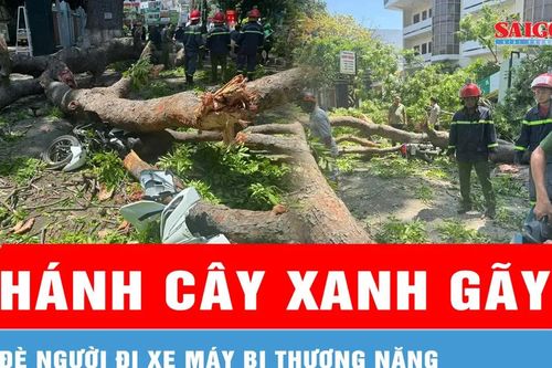 Khánh Hòa: Nhánh cây xanh gãy, đè người đi xe máy bị thương nặng