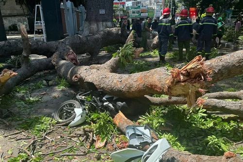 Cứu người đàn ông bị cây xanh gãy đổ đè trúng khi đi xe máy