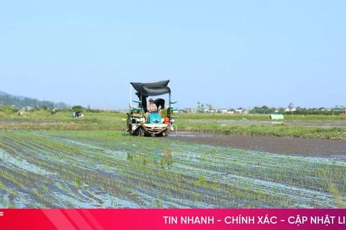 Hoàn thành gieo cấy hè thu, tạo lợi thế trước mùa mưa bão cuối vụ