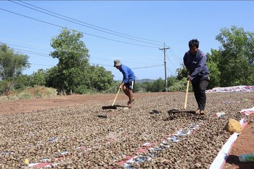 Tái cơ cấu sản xuất, nâng cao giá trị gia tăng cho nông sản Đồng Nai