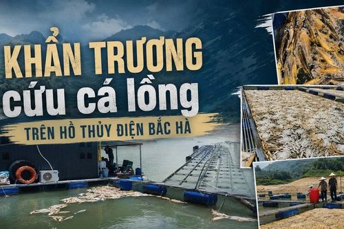 Khẩn trương cứu cá lồng trên hồ thủy điện Bắc Hà