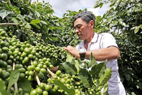 Làm gì để cà phê không còn xuất thô, bán rẻ?