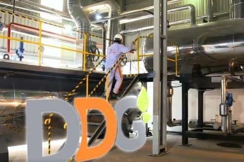 Lỗ hơn 330 tỷ đồng một năm, DDG vẫn kỳ vọng đảo chiều trong năm 2026