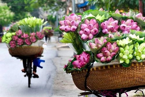 Trăm cánh sen hồng