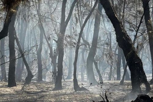 Kịp thời khống chế vụ cháy rừng phòng hộ ven biển Quảng Ngãi