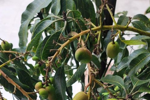 Loại lá 'khắc tinh' của đường huyết, giảm mỡ máu