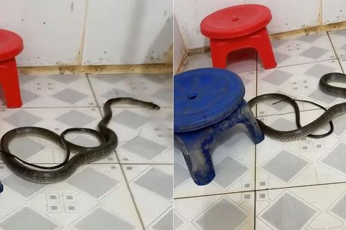 Rắn 1,5m bò vào nhà rồi mất dấu, gia đình ở Đồng Nai thấp thỏm cả đêm và cái kết