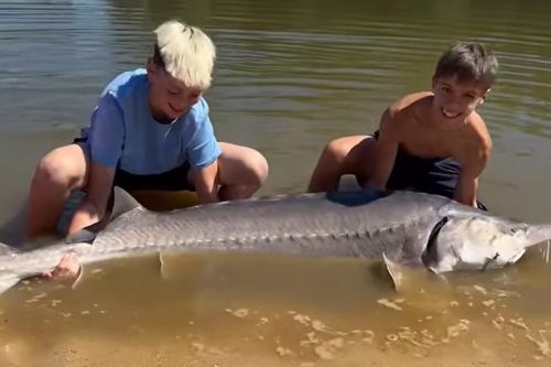 2 cậu bé câu được con cá tầm khổng lồ nặng 100kg, dài 2,2 mét