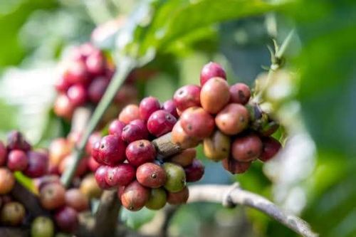 Giá nông sản ngày 7/6: Giá cà phê tiếp tục lao dốc