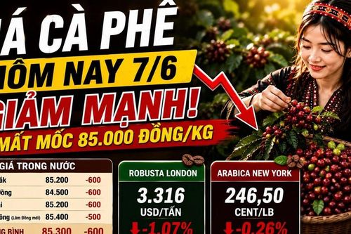 Giá cà phê hôm nay 7/6: Tây Nguyên mất thêm 600 đồng/kg