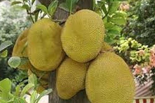 Đừng chỉ nhìn quả to hay vàng đẹp: Người bán trái cây tiết lộ bí quyết chọn mít chín cây, nhiều múi, ngọt đậm