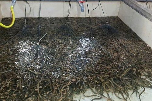 Phát triển kinh tế từ mô hình nuôi lươn không bùn thương phẩm