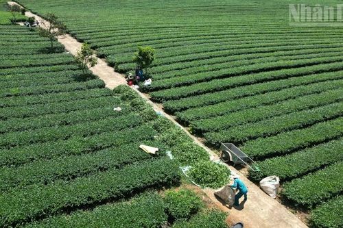 Rà soát toàn diện đất đai tại Vinatea Mộc Châu sau phản ánh của Báo Nhân Dân