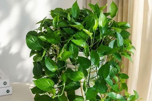 Chăm sóc cây trầu bà mùa nắng nóng: Bí quyết giữ cây xanh tốt quanh năm