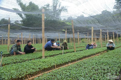 Siết chặt quản lý chất lượng giống cây trồng trước mùa vụ