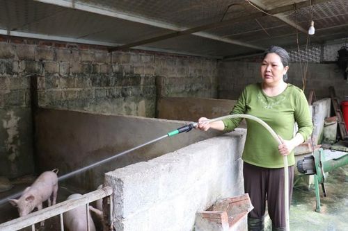 Chống nóng cho vật nuôi