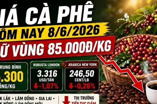 Giá cà phê hôm nay 8/6: Tây Nguyên neo thấp quanh 85.000 đồng/kg