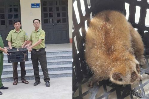 Công an xã Cốc San kịp thời giải cứu một cá thể cu li nhỏ quý hiếm