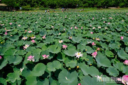 Sen Hang Múa đầu mùa hút khách du lịch