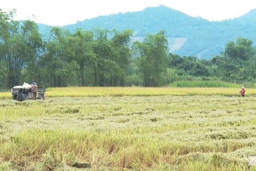 Thái Nguyên: Diện tích lúa xuân đã thu hoạch đạt gần 65%