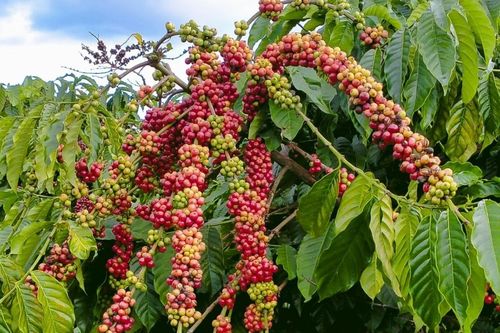Ngày 8/6: Giá cà phê và hồ tiêu đồng loạt giảm