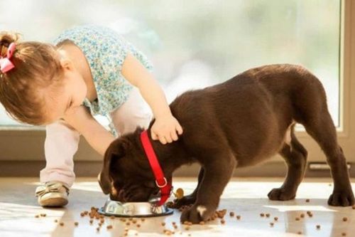 Thường xuyên chơi với thú cưng, bé gái bị bọ chét ký sinh trong tai