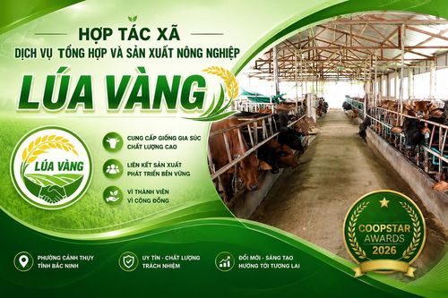HTX Lúa Vàng – 'Ngôi sao Hợp tác xã' tỏa sáng từ vùng Kinh Bắc