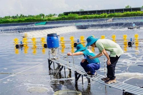 Tháo gỡ 'điểm nghẽn' của chuỗi giá trị ngành tôm