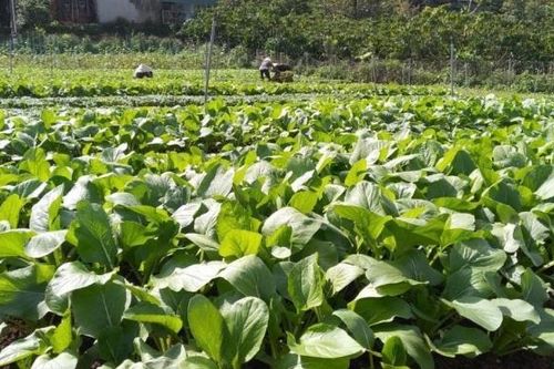 Tại sao người tiêu dùng còn hoài nghi về sản phẩm nông sản hữu cơ?