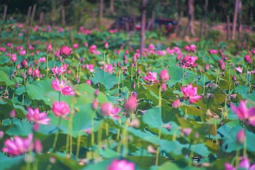 Đà Nẵng đẹp dịu dàng trong mùa sen nở