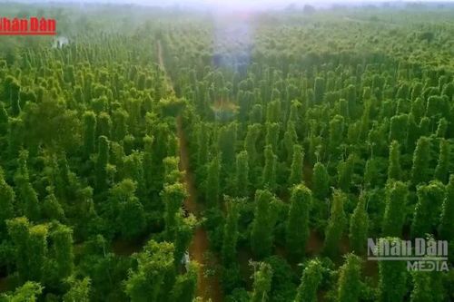 [Video] Hơn 3 triệu ha rừng 'không chủ': Điểm nghẽn của xuất khẩu xanh và thị trường carbon