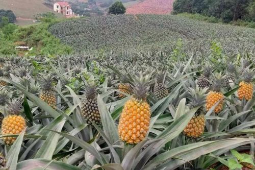 Giá dứa giảm sâu, nông dân đứng trước nguy cơ mất trắng hàng tỷ đồng