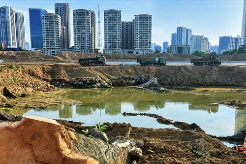 Hàng loạt cây xà cừ cổ thụ bị chặt hạ bên dự án hồ điều hòa Đồng Bông 2
