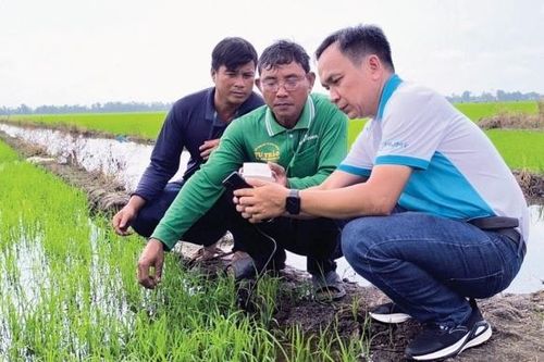Những hạt phân bón giữ màu xanh cho đất