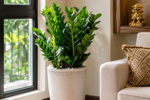 Chăm sóc cây kim tiền vào mùa nắng nóng cần lưu ý gì?