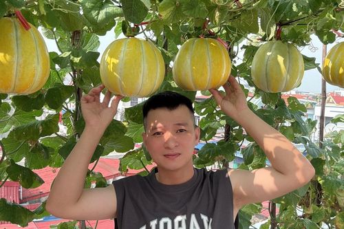Biến sân thượng 90m2 thành vườn dưa, 9X Hải Phòng thu hoạch 3-4 vụ mỗi năm