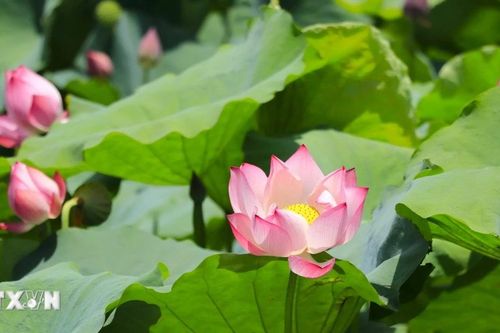 Lào Cai: Việt Hồng rực rỡ sắc sen mùa Hạ