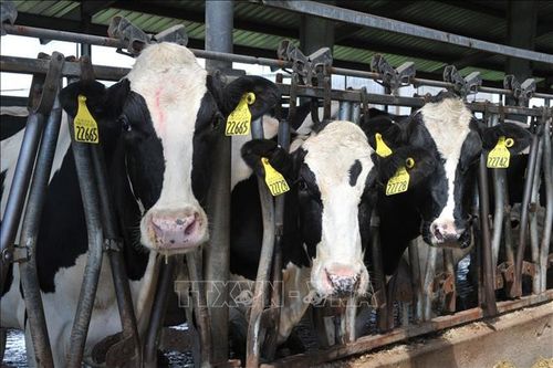 Ruồi ký sinh ăn thịt tái xuất, đe dọa ngành chăn nuôi gia súc Mỹ