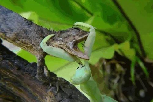 Ra đòn săn mồi hụt, thằn lằn nhận cái kết đẫm máu trước bọ ngựa hung dữ