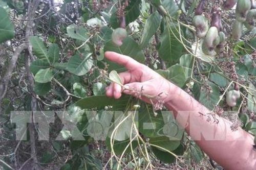 Đồng Nai hướng tới trở thành trung tâm giao dịch điều quốc tế