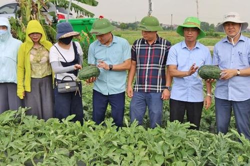 Bắc Ninh quản lý 409 mã số vùng trồng phục vụ xuất khẩu và tiêu thụ nội địa