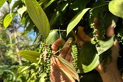 Giá tiêu hôm nay 9/6/2026: Giá trong nước đi ngang, quốc tế ổn định