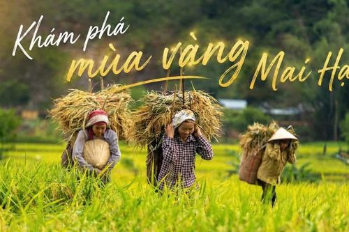 Mùa vàng Mai Hạ