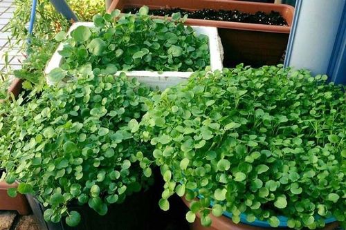 Loại rau tốt cho sức khỏe nhất hóa ra mọc đầy Việt Nam, các nhà khoa học mất 1 thập kỷ nghiên cứu