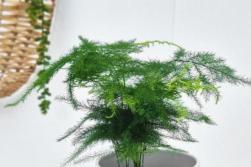 Nắng nóng đỉnh điểm, nhiều gia đình chọn 4 loại cây này để làm dịu phòng khách