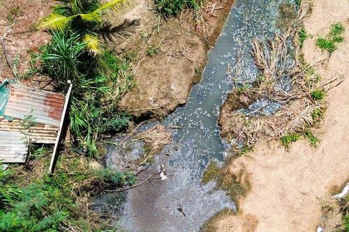 Tạm đình chỉ điểm trung chuyển heo gây ô nhiễm tại Quảng Sơn