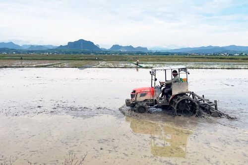 Tập trung sản xuất vụ hè-thu