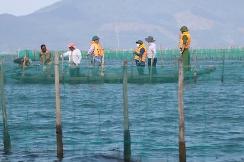 Xử lý nghiêm các trường hợp lấn chiếm vây ví, rọ sáo trên đầm phá