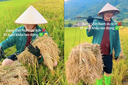 Xem clip khách Tây gánh lúa, dân mạng đùa du lịch mà mệt như xuất khẩu lao động