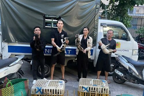 Giải cứu hơn 500 con mèo khỏi đường dây 'miêu tặc'